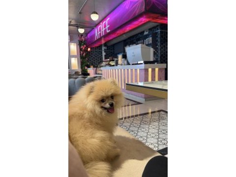 2 aylık erkek pomeranian