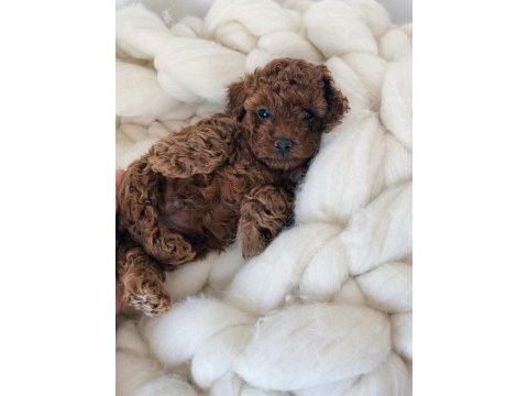 Irkının en güzeli toy poodle