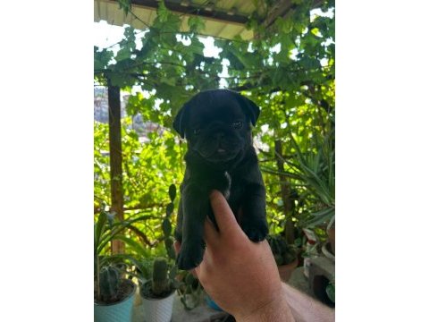 Yavru sevimli 45 günlük siyah pug