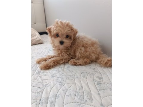 Maltipoo köpeğimizi sahiplendirme