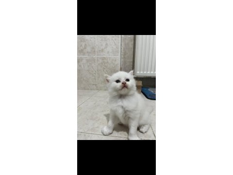 Safkan beyaz 2 adet erkek british longhair yavrusu