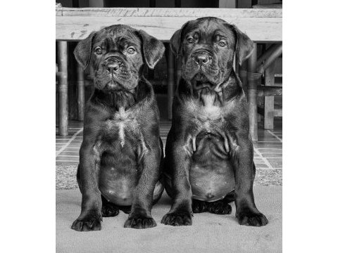 Muhteşem cane corso bebekler güvenli kapıya teslim
