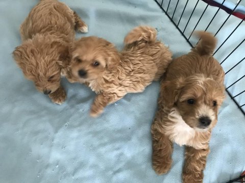 Bebek surat sevimli maltipoo