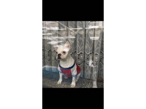 5.5 aylık french bulldog
