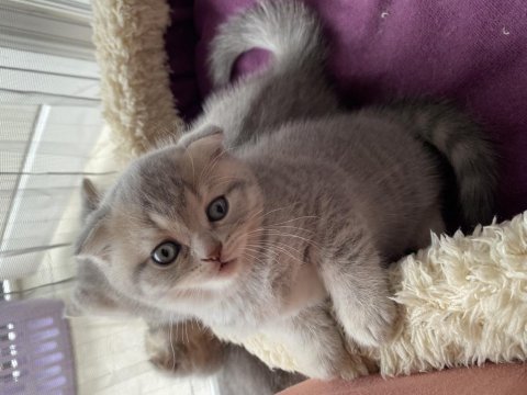 British shorthair kediler