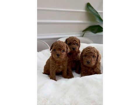Orjinal wc eğitimli toy poodle