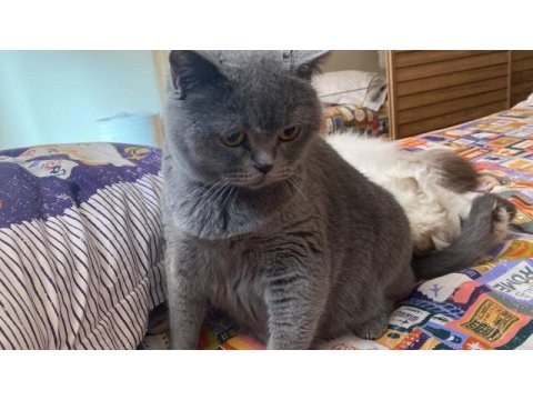British shorthair 3 yaşında dişi