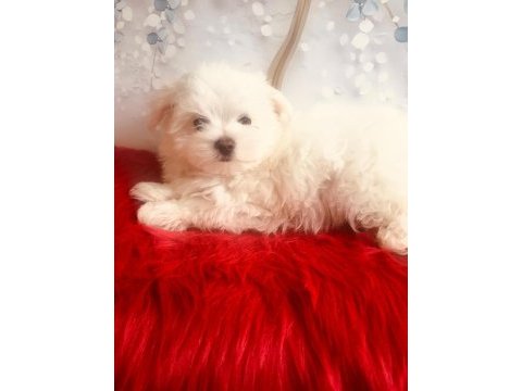 Maltese yakışıklım