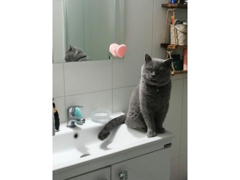 Minik canavarlar british shorthair