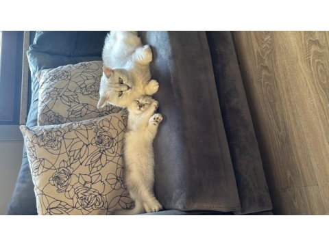 Küçük tatlı sevimli yumoş kedimiz