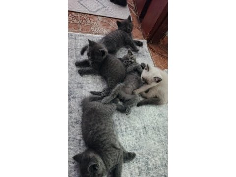 Sahiplendirilmeye hazır yavru kedilerimiz
