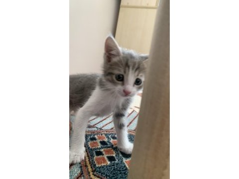 Çok oyuncu erkek kedi şanslı