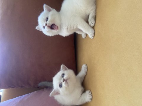 Minik yavru kedilerimiz