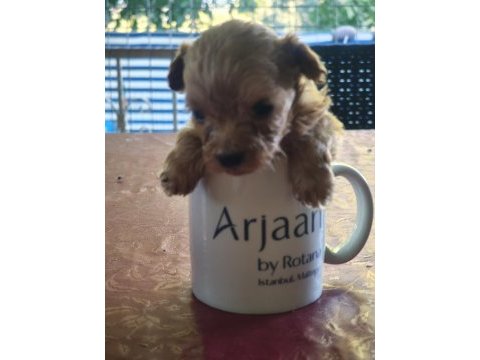 Türkiyenin en minik maltipoo bebekleri