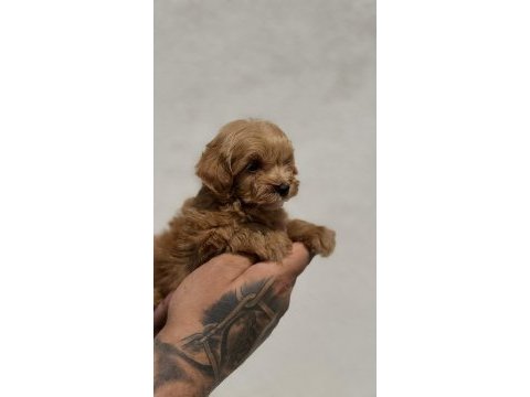 Maltipoo yavrularımız