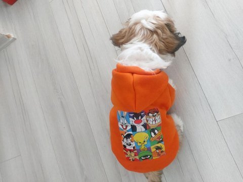 Tatlı yavru shih tzu