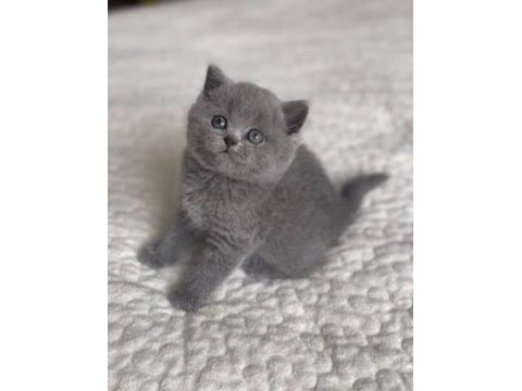 Safkan scottish fold bebeklerim