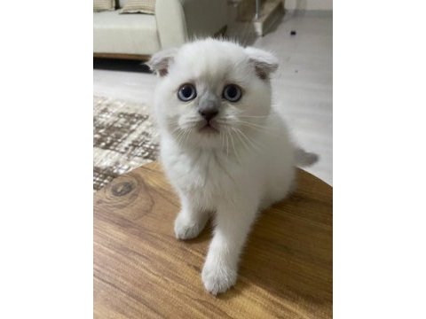 Yavru muhabbet kuşu kedi