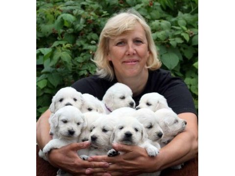 Golden retriever yavrular canlı görerek alabilirsiniz