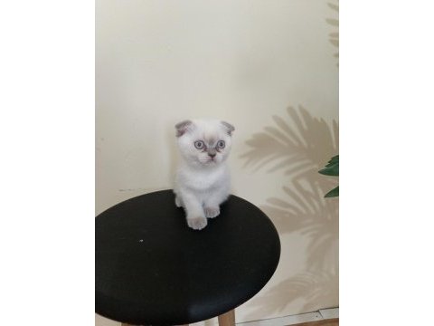 Yeni yuvaya hazır scottish fold bebeklerimiz