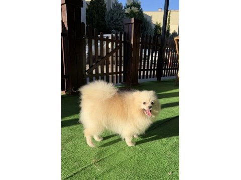 Yetışkın erkek pomeranian boo