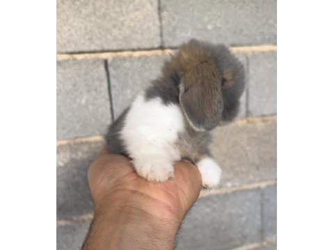 Hollanda teddy lop tavşan yavruları