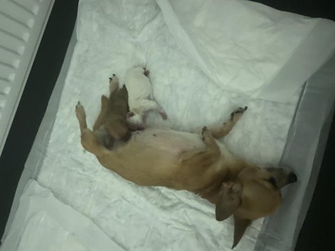 Chihuahua bebekler