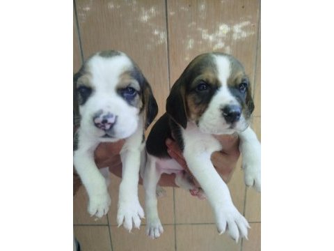 Beagle yavrularımız