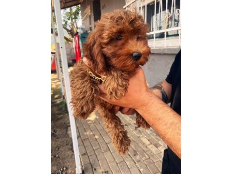 Dişi yavru poodle