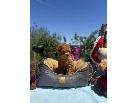 Dişi 3 aşılı wc eğitimli poodle