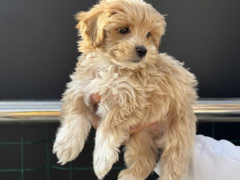 Petmode köpek çiftliğinde ziyarete açık maltipoo