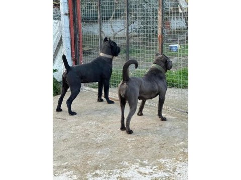 Dişi cane corso