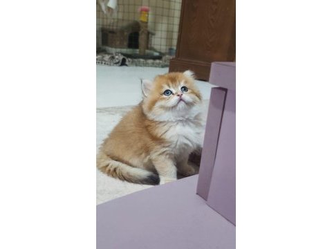 Show kalite orange british longhair
