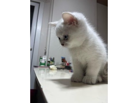 50 günlük blue point dişi british shorthair