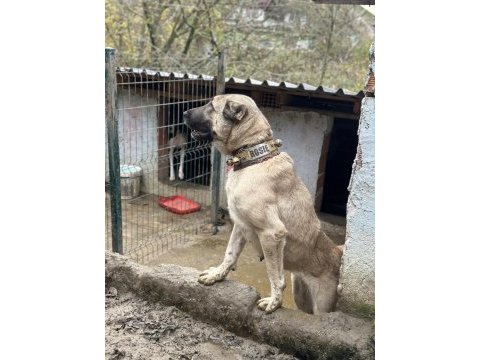 Safkan kangal köpeğim