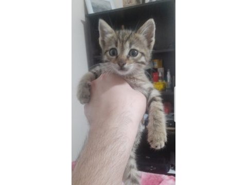Yavru tekir kedimiz