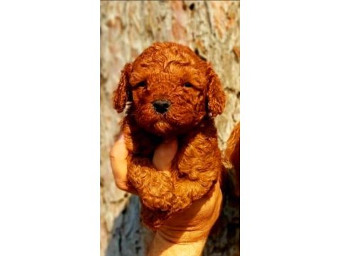 Muhteşem toy poodle bebeklerimiz