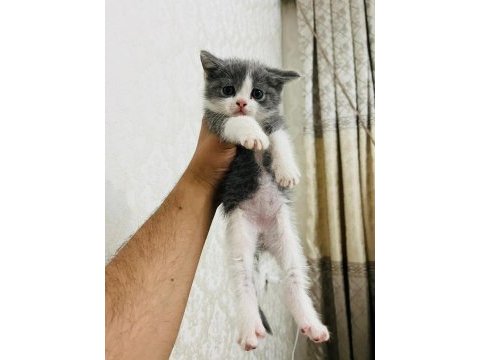 45 günlük british shorthair yavrumuz