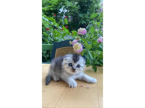 1 buçuk aylık 2 tane erkek yavru british longhair