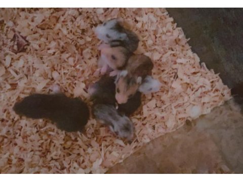 Harika hamster yavrular