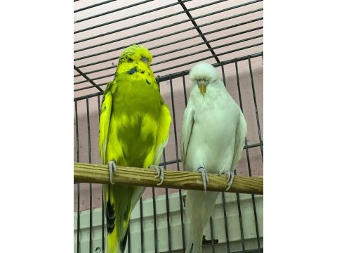 23-24 bilezikli show muhabbet kuşu jumbolar
