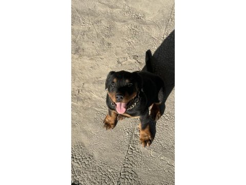 Safkan rottweiler 60 günlük erkek dişi yavru