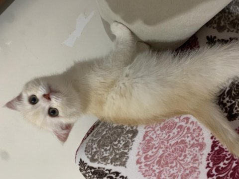 Scottish fold