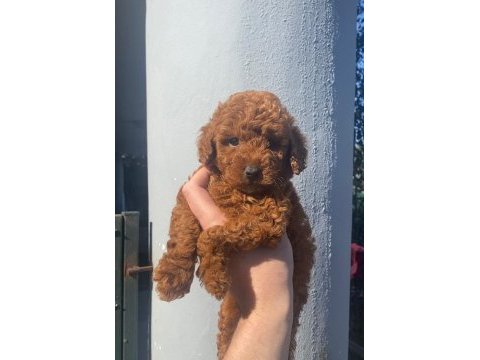 Redbown dişi toy poodle