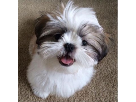 Dişi erkek shih tzu yavrularımız