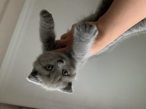 Scottish fold gri renk kedimiz