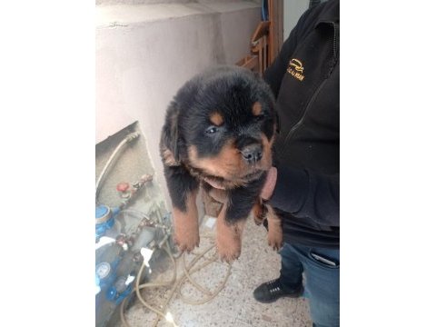 Rottweiler yavrular
