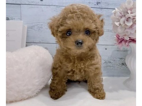 Maltipoo yavruları