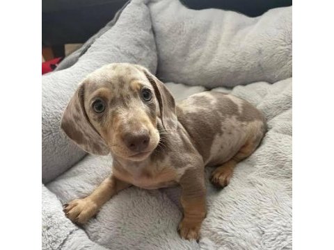 A kalite ısabella merle dacshund sosis bebekler aşılı