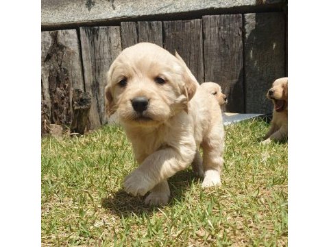 Golden retriever yavruları